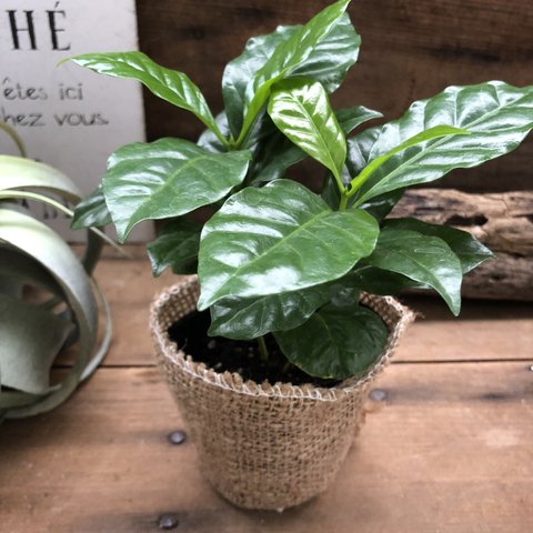 コーヒーの木♡艶やか葉っぱ♡観葉植物♡インテリア♡