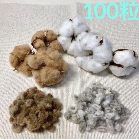 綿花の種 コットン 白綿の種70粒と茶綿の種30粒