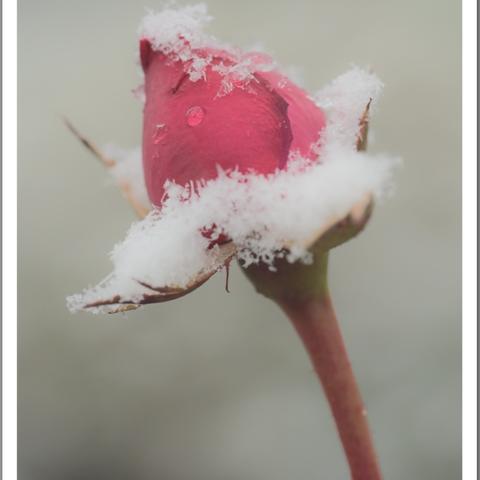 ポストカード：花：赤いバラ with 雪