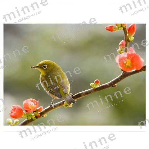 ボケの花にメジロ　蓼科高原にて