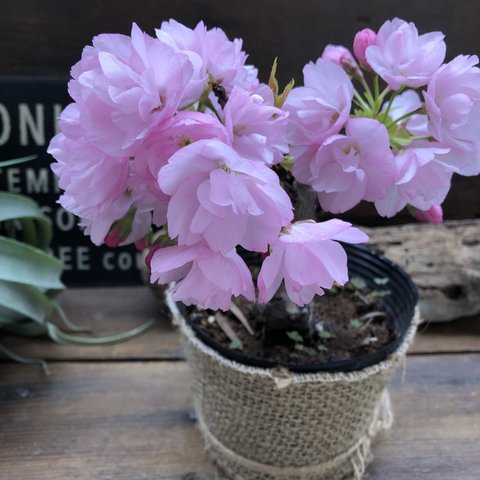 一才桜 即完売 テーブルで楽しむ 旭山 ガーデニング 観葉植物 