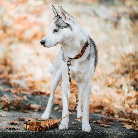 エスニック　中型犬リード　アンティークゴールド