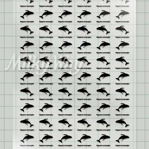 「ザトウクジラミニ」レジン封入用透明シート 