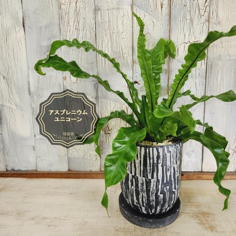 観葉植物　アスプレニウム ユニコーン