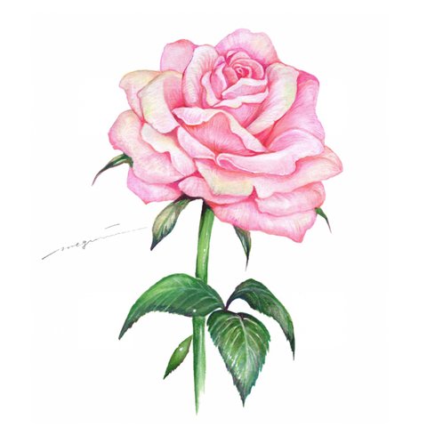 ポストカード26ピンク色の薔薇