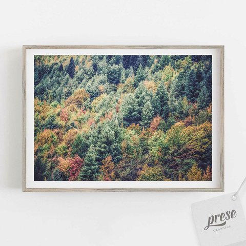 秋に輝く針葉樹の森