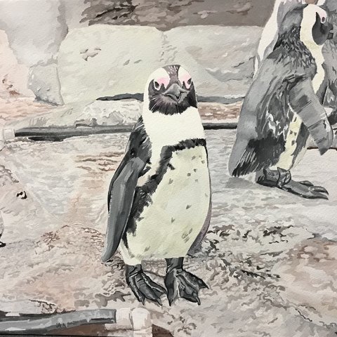 ペンギンたち