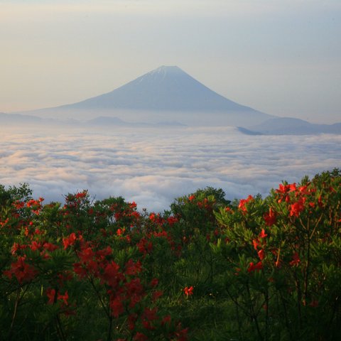 レンゲツツジ咲く甘利山から富士山を望む