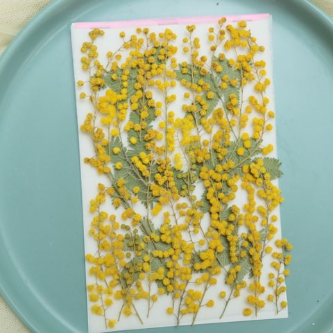 押し花ミモザ訳あり