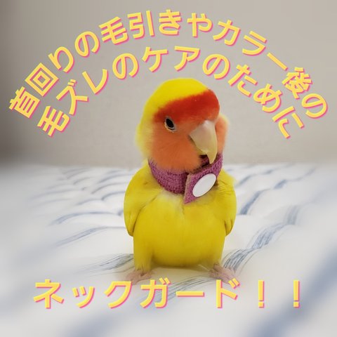 インコ エリザベスカラー(ネックガード) 2個セット・3サイズ