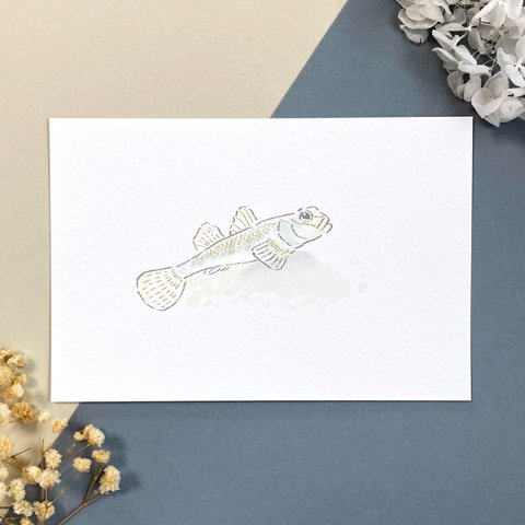 魚のポストカード「ヨシノボリ」