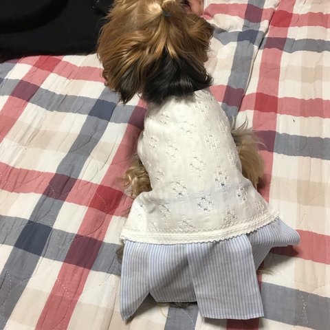 🌼新色追加🌼ニットとストライプのさわやかなワンピース🌼着せやすい犬服🌼オーダーメイドで！