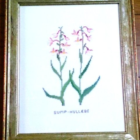 sump-hullebe 蘭の花