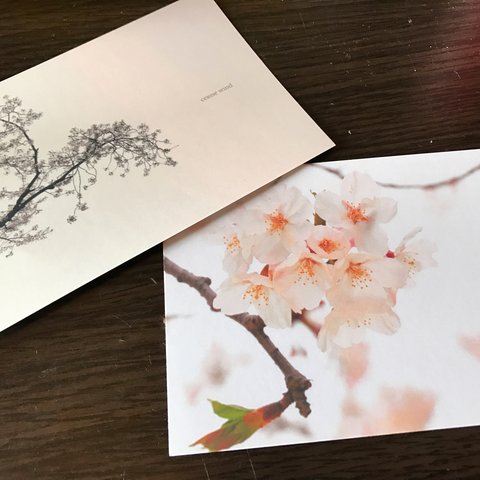 桜のポストカードセット【定形外郵便送料無料】