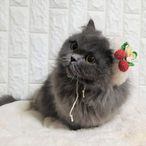 【受注制作】雪いちごのきらふわベレー帽🍓猫、小型犬用