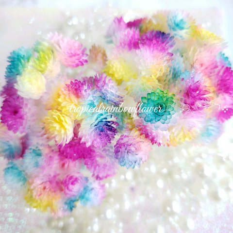 トロピカーナソフトイモーテル❁　花材   ハーバリウム  レジン 母の日　花材　夏