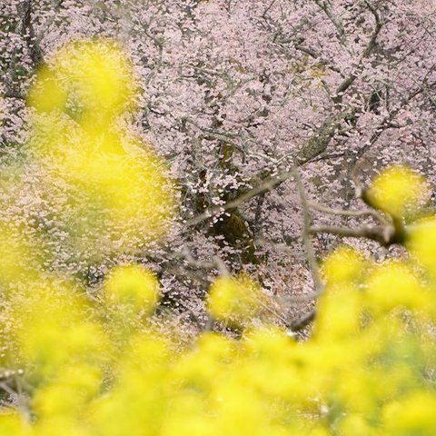 Ａ4　写真　プリント　桜と菜の花