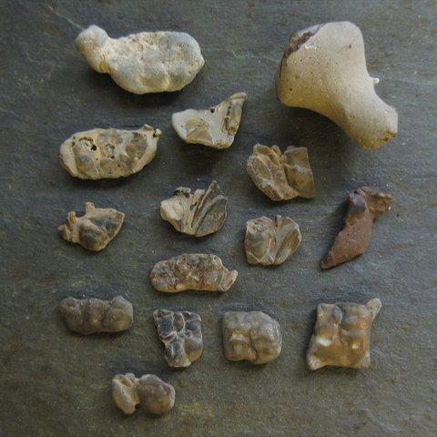 カニの化石チップ