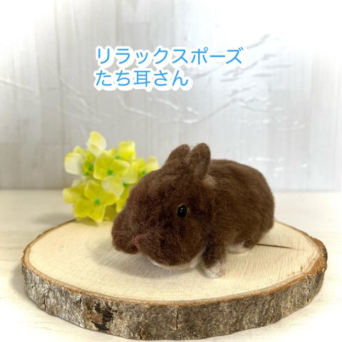 羊毛フェルト うさぎ　リラックスポーズ　チョコレートオター　ネザーランドドワーフ