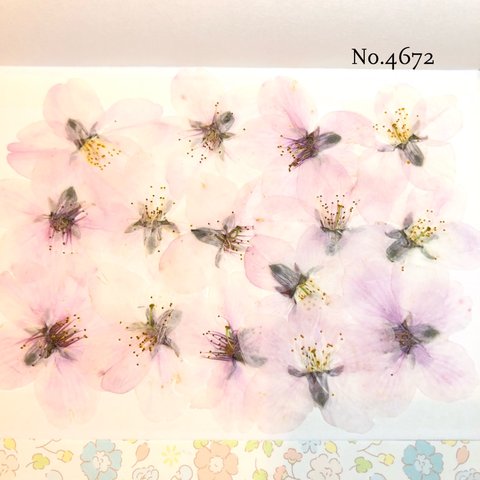 ♡new♡作家様必見♡ 人気のさくらがいっぱい♡ 押し花セット