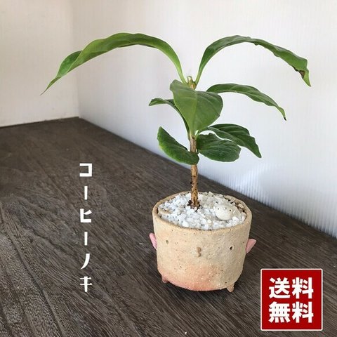 コーヒーノ木にチビドリをコラボのミニ盆栽　鉢　真山茜