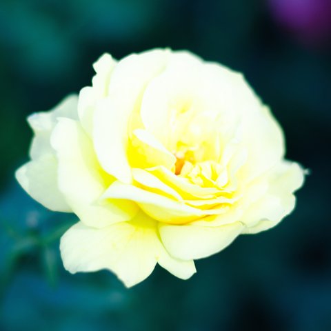 写真のある豊かな暮らし【光る薔薇の花】