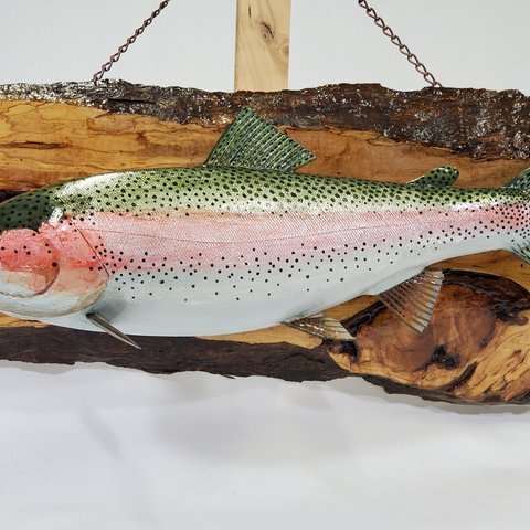 １点物   Rainbow  trout      ニジマス