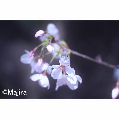 ５枚セット・ポストカード「彩桜」シリーズ