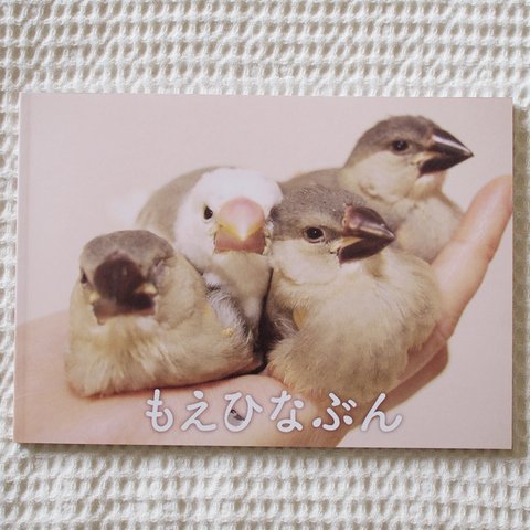 文鳥ひな写真集『もえひなぶん』