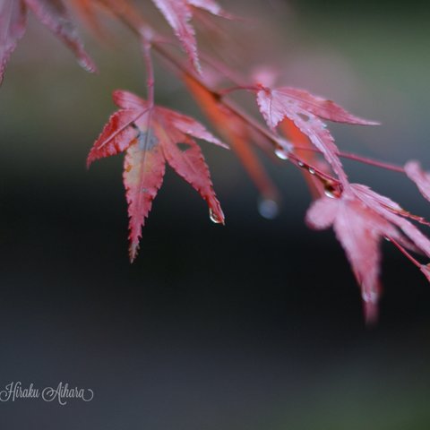 秋の雨