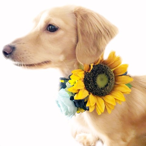 犬 ペット ひまわり アンティーク 夏 紫陽花 アジサイ アクセサリー 飾り 誕生日 お祝い 撮影 写真 映え ヘッドドレス おしゃれ 小型犬 中型犬