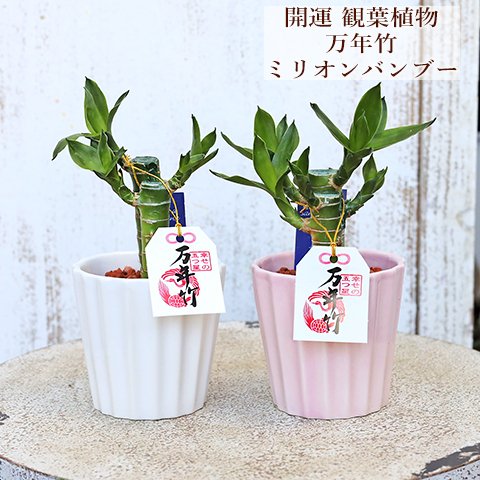 再入荷🍃観葉植物 ミニ ミリオンバンブー 万年竹 陶器ポット ホワイト／ピンク 縁起物 開運 風水 正月 かわいい おしゃれ 育てやすい 室内 インテリアグリーン プレゼント ギフト