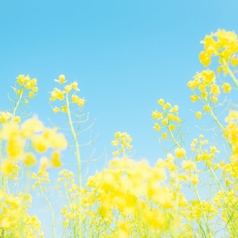 写真のある豊かな暮らし【菜の花と空】