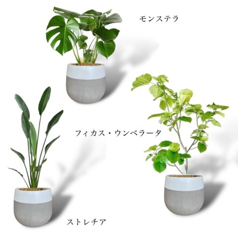【NEW】贈答用 大型 観葉植物 インテリア ツートンプランターセット グレー ／ホワイト TEQUILA GARDEN  テキーラガーデン  特大サイズ 高品質 プランター 