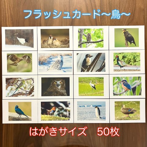 右脳が目覚める‼︎ フラッシュカード鳥　50枚