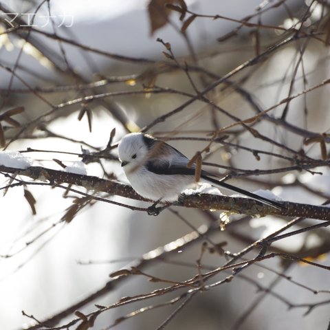 ＃２０７５ シマエナガの写真 ハガキサイズ