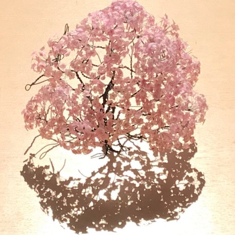 優しい桜の木