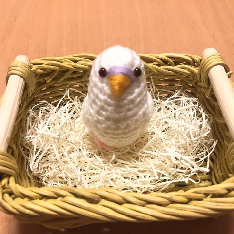 セキセイインコちゃん（アルビノ・赤目）