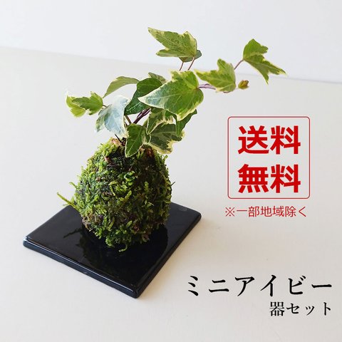 苔玉の入門版、丈夫で育てやすい【ミニアイビー苔玉・黒角器セット】