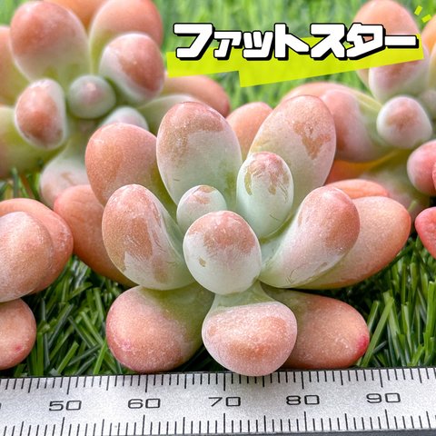 新入荷 大人気 多肉植物 エケベリア ファットスター 超美苗 レア種