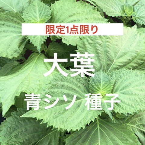 【限定1点限り】大葉 青紫蘇 種子 ＊ 和ハーブ