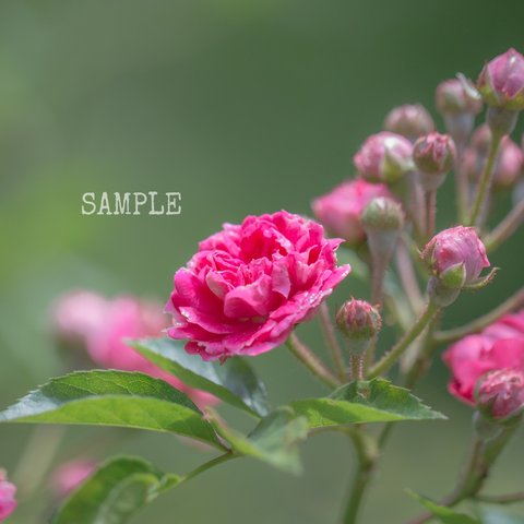 「garden flower」A4サイズ写真㉒