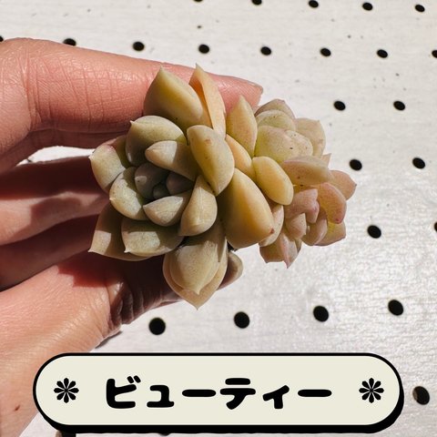 【多肉植物】ビューティー(1苗)