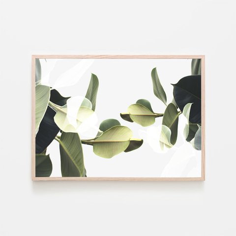 ゴムの木のアート写真 / アートポスター 写真 観葉植物 ミニマル クリエイティブ モダン インテリア 2L〜 二重露光
