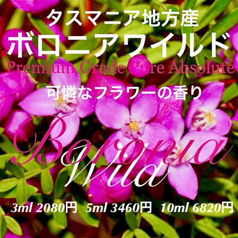 ボロニアワイルドアブソリュート10ml