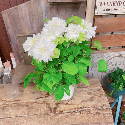 ラスト！入荷しました！八重咲きクレマチス♡【毎年楽しめる素敵なお花】大きめの白いお花！エジンバラ