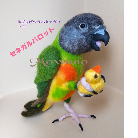 セネガルパロットとアヒルおもちゃ ☆羊毛フェルト★ネズミガシラハネナガインコ