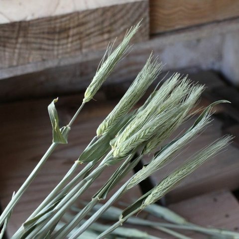 New 花麦のドライフラワー（60cm長：7本組）