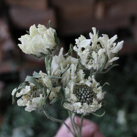 New アルバ スカビオサの Dry Flower（5本）