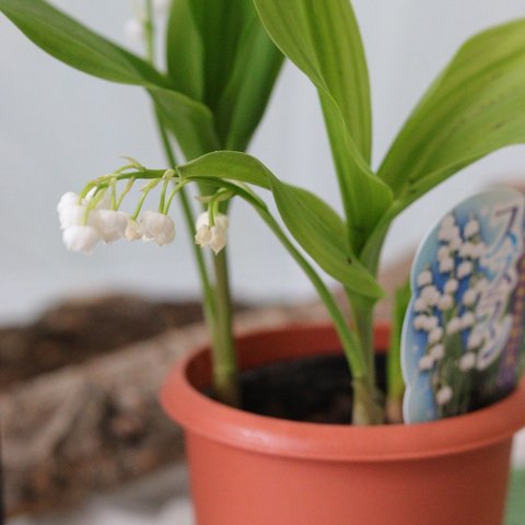 【花終わりSALE】可憐なお花❤︎甘い香り❤︎スズラン